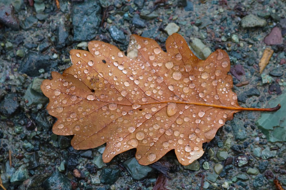 Autumn, Fall, Brown, Oak, Leaf, Seasonal, dry, day, outdoors HD wallpaper