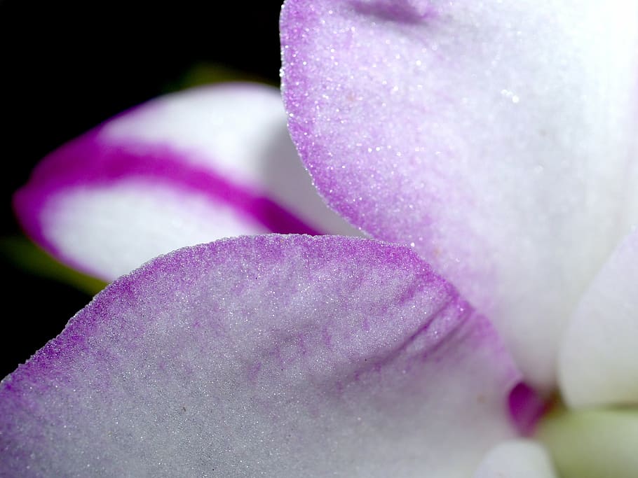 orchid, flower, bright, violet, flora, growth, decoration, bud HD wallpaper