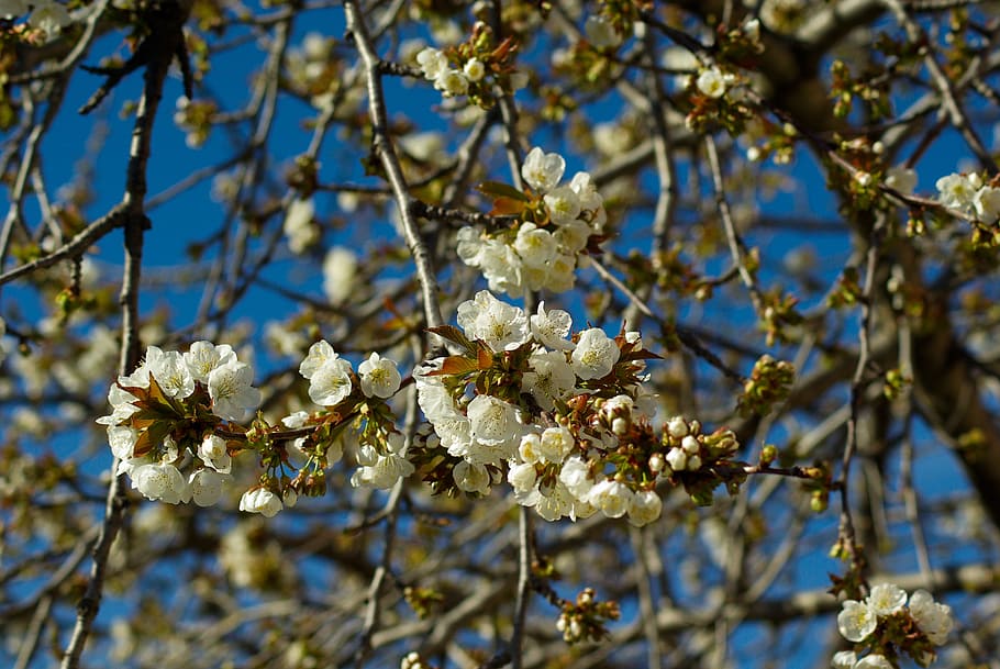 Cherry, Cherry, Cherry Blossoms, Fruit Tree, spring, nature HD wallpaper