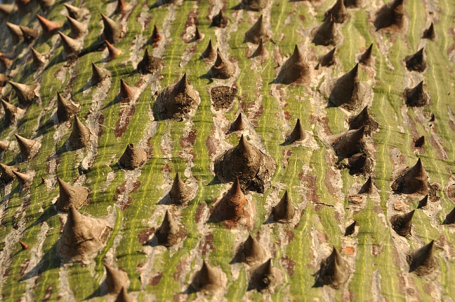 tree, bark, spur, structure, tribe, full frame, backgrounds HD wallpaper