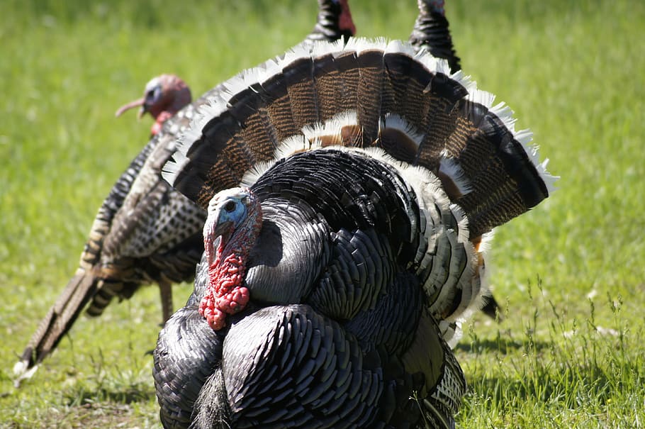 turkey, thanksgiving, bird, animal, animal themes, vertebrate HD wallpaper