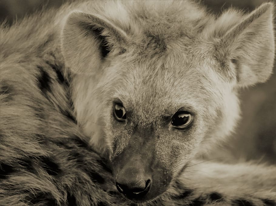 hyena cub, fear, afraid, scared, young, one animal, mammal, HD wallpaper