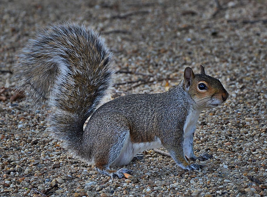 grey squirrel, cute, rodent, animal wildlife, mammal, animals in the wild HD wallpaper