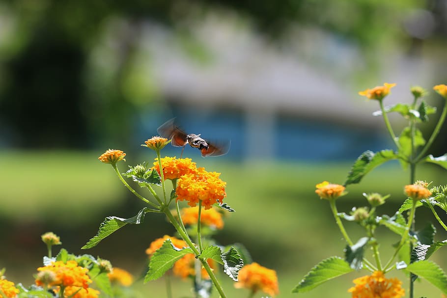 butterfly, macro, close, green field, animal, spring, flower HD wallpaper