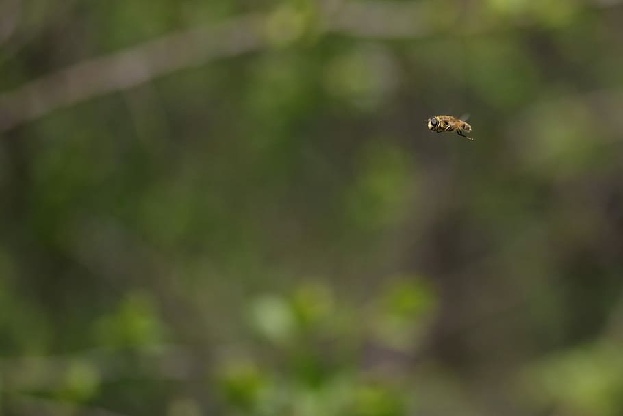 bee, insecta, flight, nature, animal themes, animal wildlife HD wallpaper