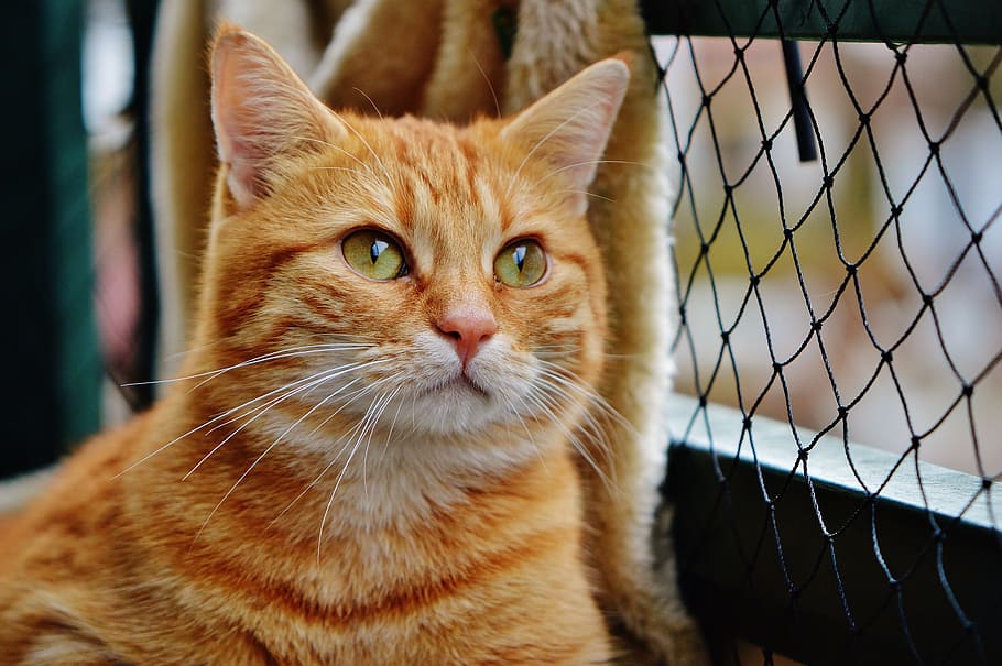 Cat, Cute, Mackerel, Tiger, Sweet, red, cuddly, animal, domestic cat HD wallpaper