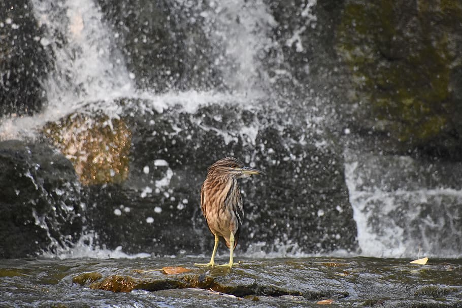 grey heron, birds, falls, animal themes, animals in the wild HD wallpaper