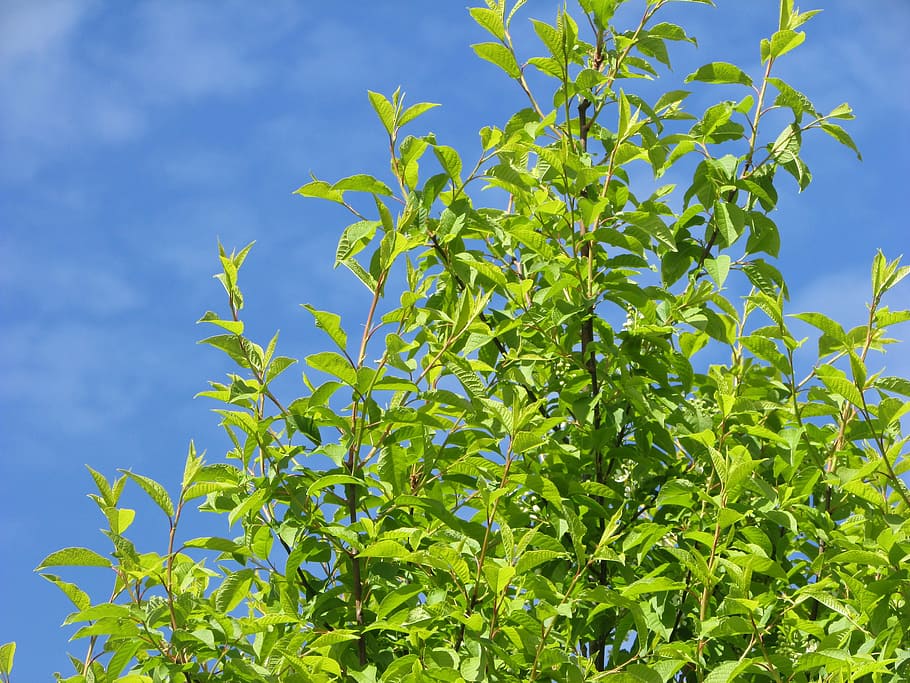 sky, tree, nature, plant part, leaf, growth, green color, food and drink HD wallpaper