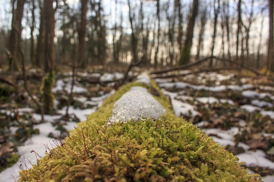 closeup photography of moss and snow, green plants in forest during day time HD wallpaper