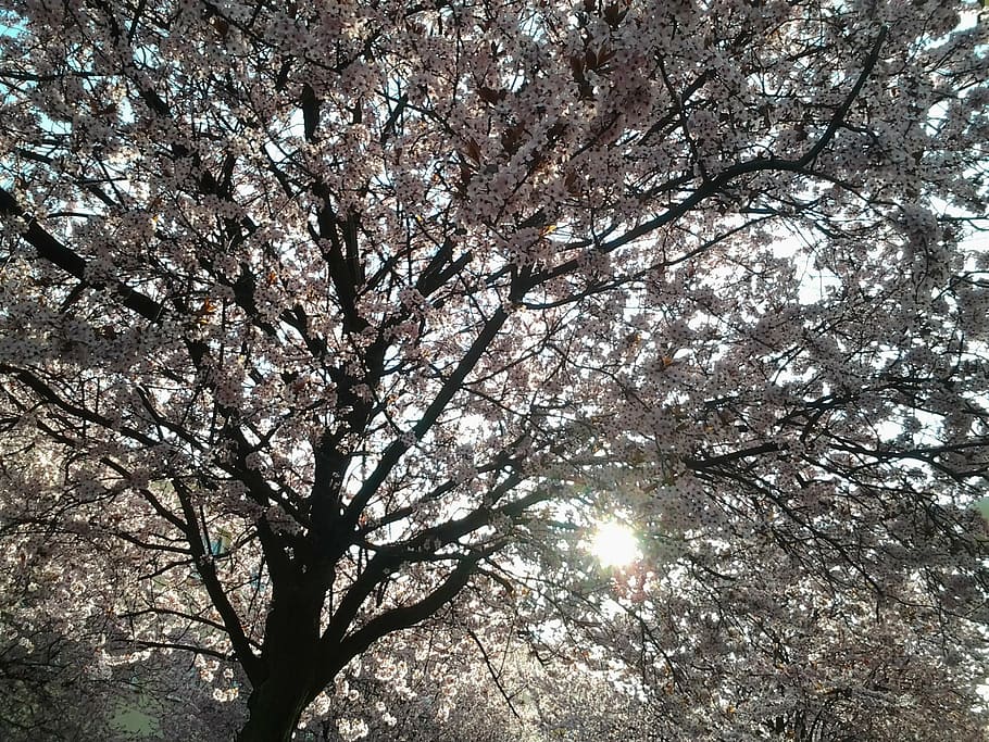 tree, branches, spring, sun, pink, flower, plant, low angle view HD wallpaper