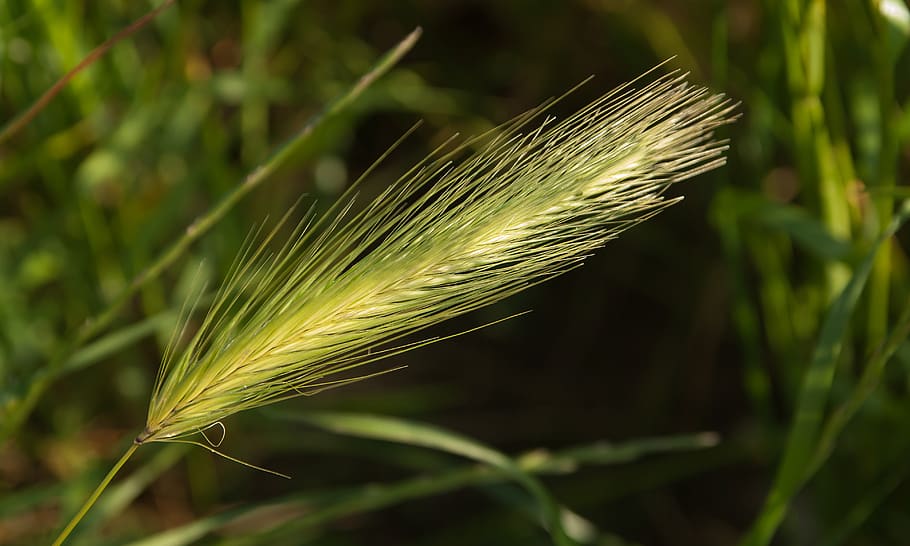plant, wild, grass, epi, growth, cereal plant, crop, agriculture HD wallpaper
