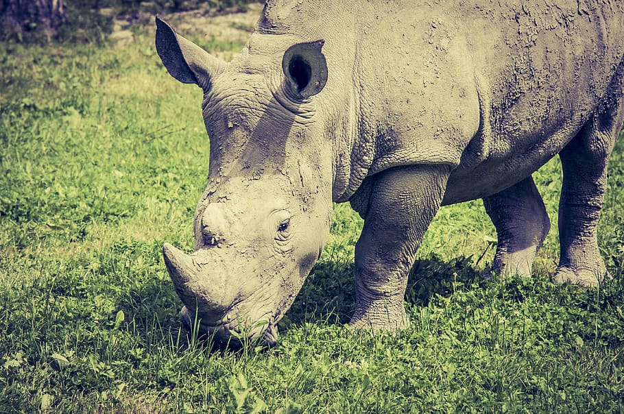 1082x1922px | free download | HD wallpaper: grey rhinosaurus eating grass,  wild animal, animals, africa, rhinoceros | Wallpaper Flare
