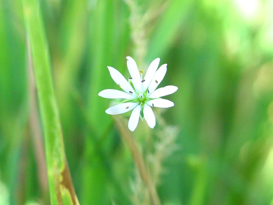 macro, grass, flower, nature, garden, meadow, spring, closeup HD wallpaper