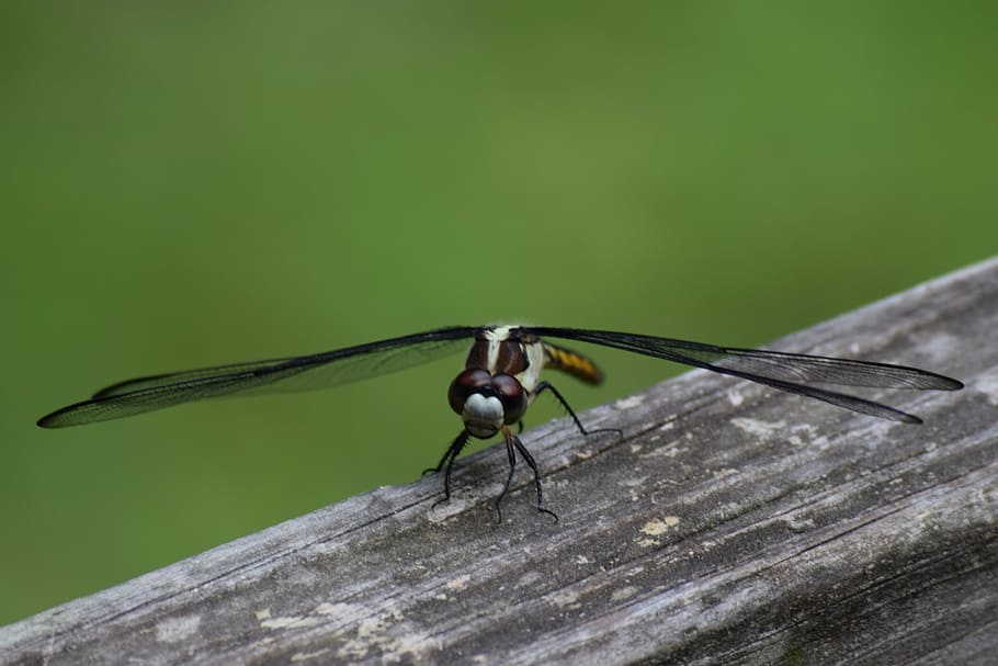 dragon fly, insect, flying insect, bug, dragonfly, animal, green HD wallpaper