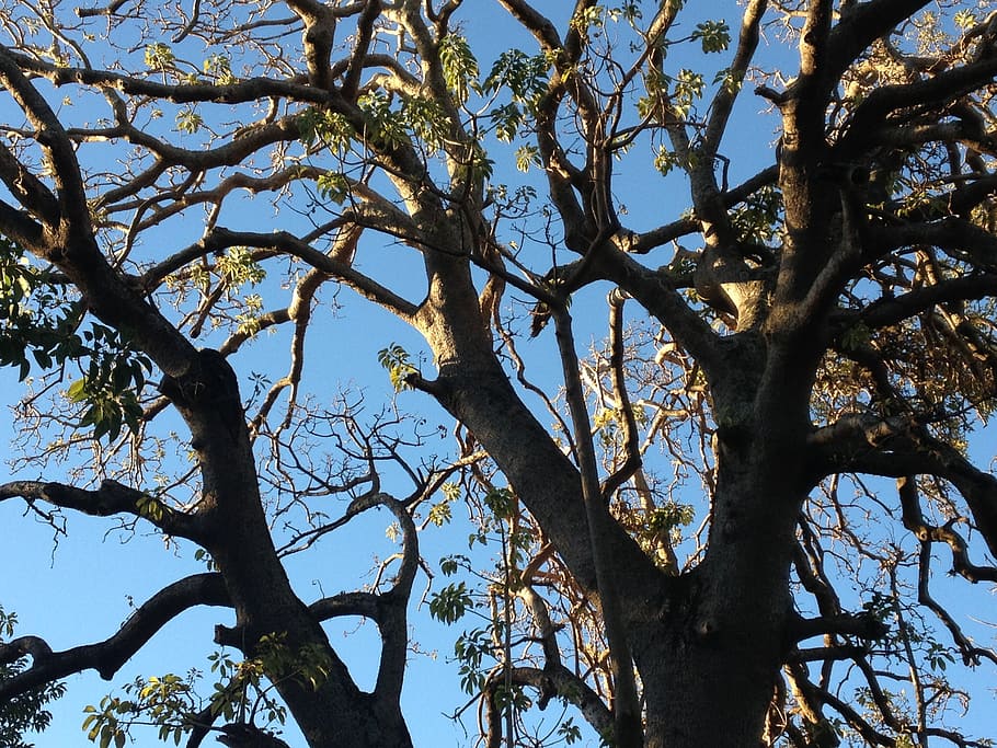 tree, sky, nature, plant, low angle view, branch, tranquility HD wallpaper