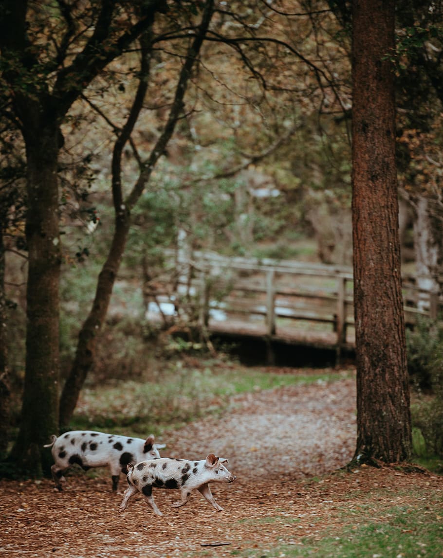 two white-and-black pigs walking near trees during daytime, two black-and-white pigs walking near tree and bridge HD wallpaper