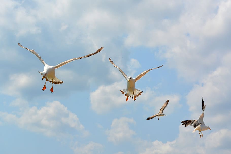 Seagull, Stol, Birds, Flight, Sky, Wings, flying, animals in the wild HD wallpaper
