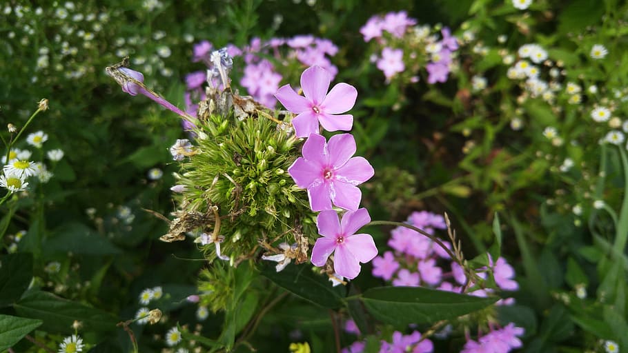 pink, flowers, petal, spring, plants, beautiful, purple, flowering plant HD wallpaper