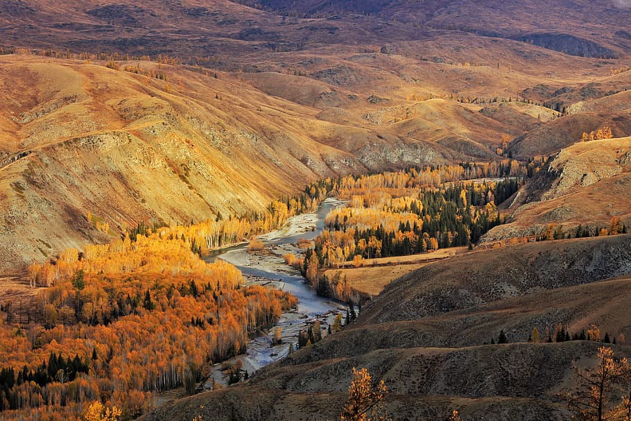 body of water surrounded by orange trees, aerial photography of whinding river surrounded with trees HD wallpaper