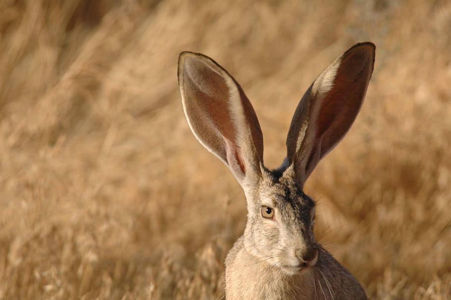 selective focus of brown bunny, face, jackrabbit, tailed, black HD wallpaper