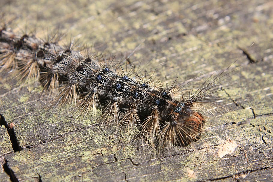 caterpillar, eastern, green, larvae, tent, woods, insects, animal themes HD wallpaper