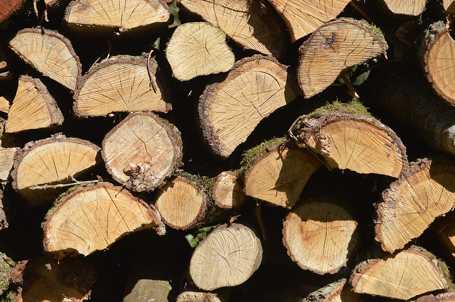 wood, cup, trunk, sawn, tree, tree trunk, forest, bark, wood pile HD wallpaper