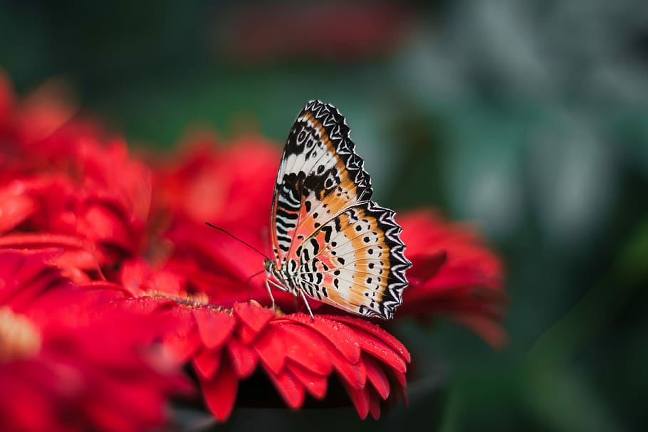 orange and black butterfly on red leaves, closeup photography of leopard lacewing butterfly perched on red petaled flower HD wallpaper