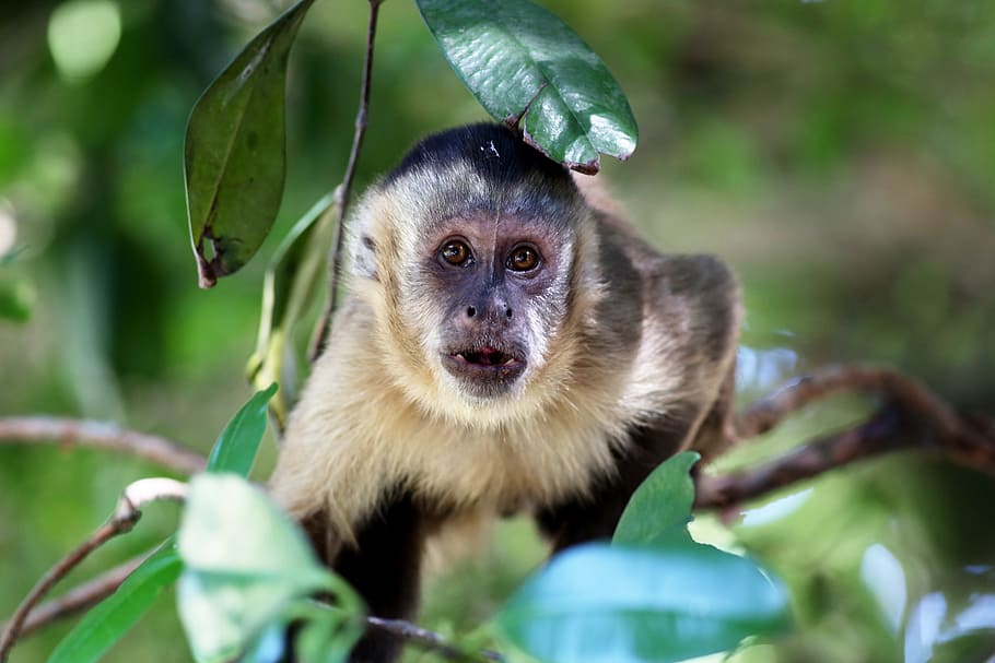 capuchin monkey, looking, habitat, natural, primate, animal themes, HD wallpaper