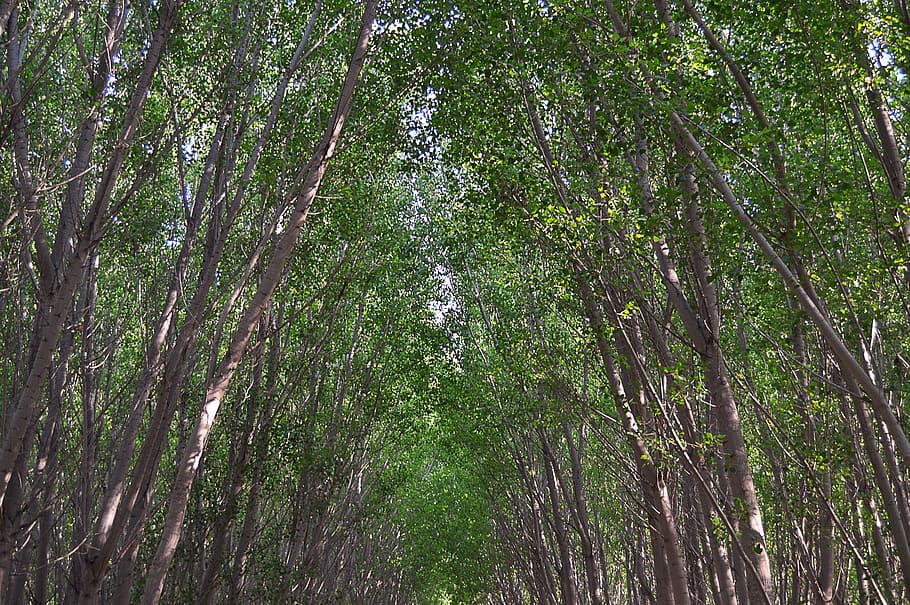 tall trees, tall stems, height, tree tops, forest, wood, nature HD wallpaper