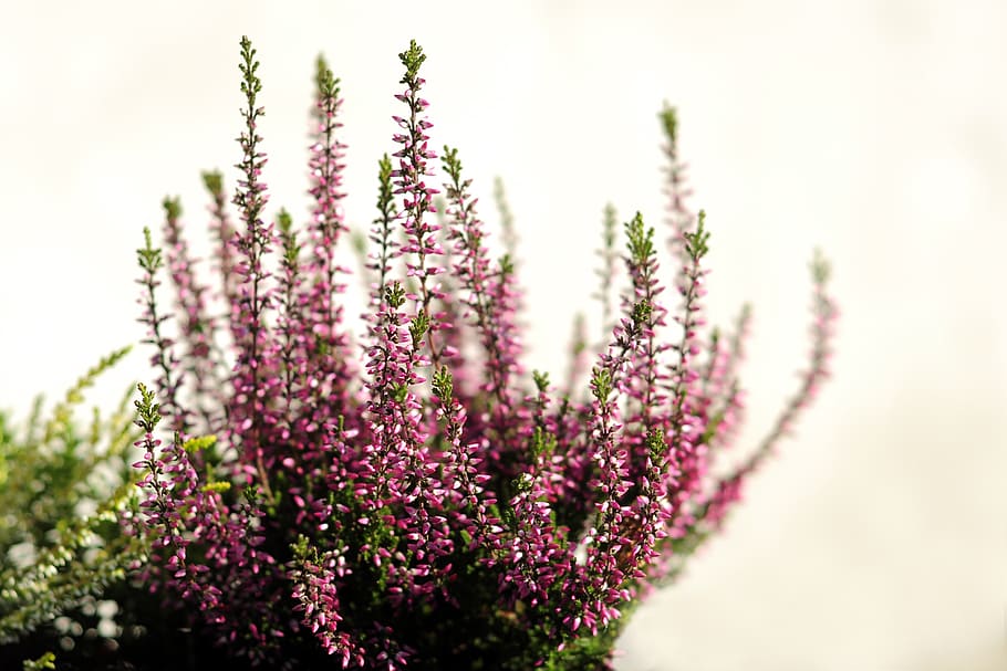 selective focus photo of pink and green plant, heather, flowers HD wallpaper