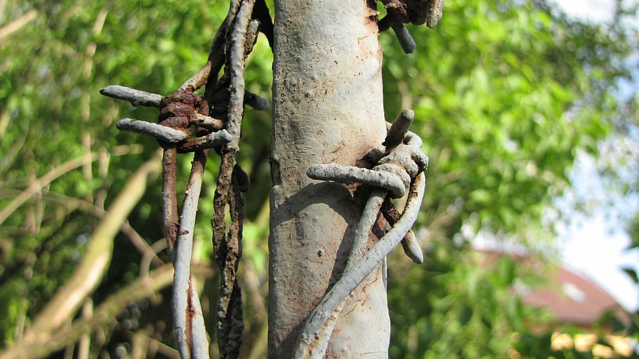 rust, barbed wire, fence, apex, risk, tree, plant, no people HD wallpaper