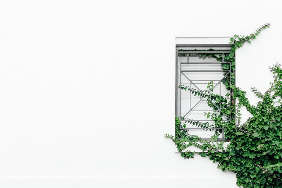 closed window near tree, green leaves during daytime, Overgrown HD wallpaper