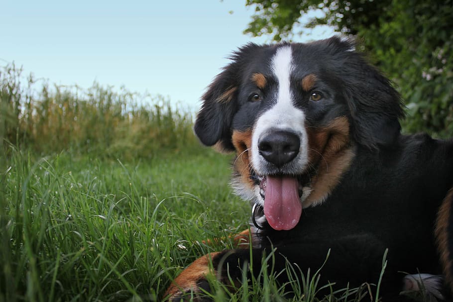 bernese mountain dog, animal, senner dog, pet, good, dear, berner, HD wallpaper