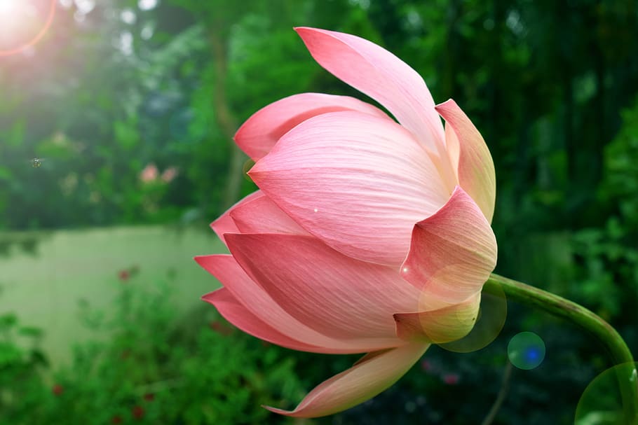 flower, lotus, landscape, aquatic, plant, blossom, pink, green, HD wallpaper