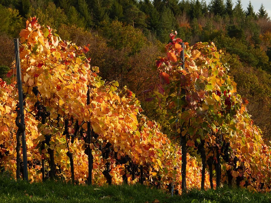 landscape photo of brown leaf trees, wine, vines, nature, agriculture