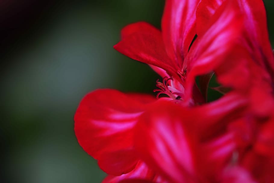 selective focus photography of red petaled flower, plant, geranium HD wallpaper