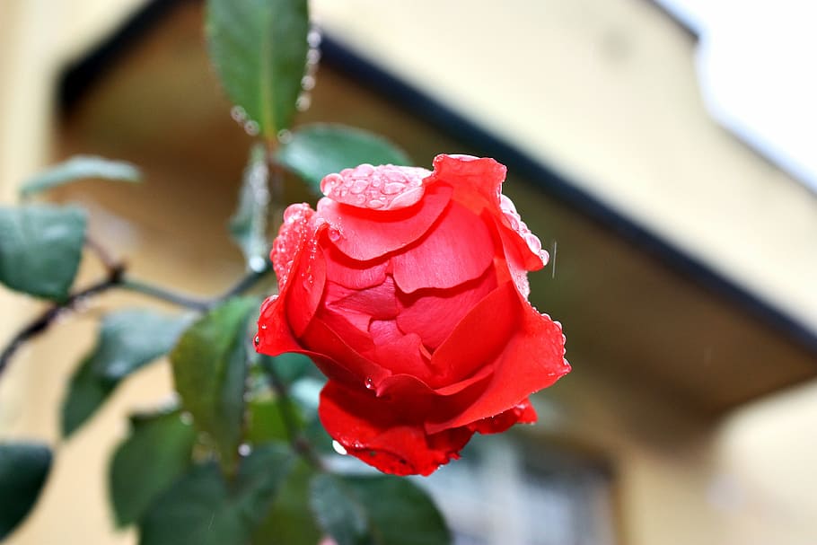 rose, orange, red, flower, raindrops, floral, nature, green HD wallpaper