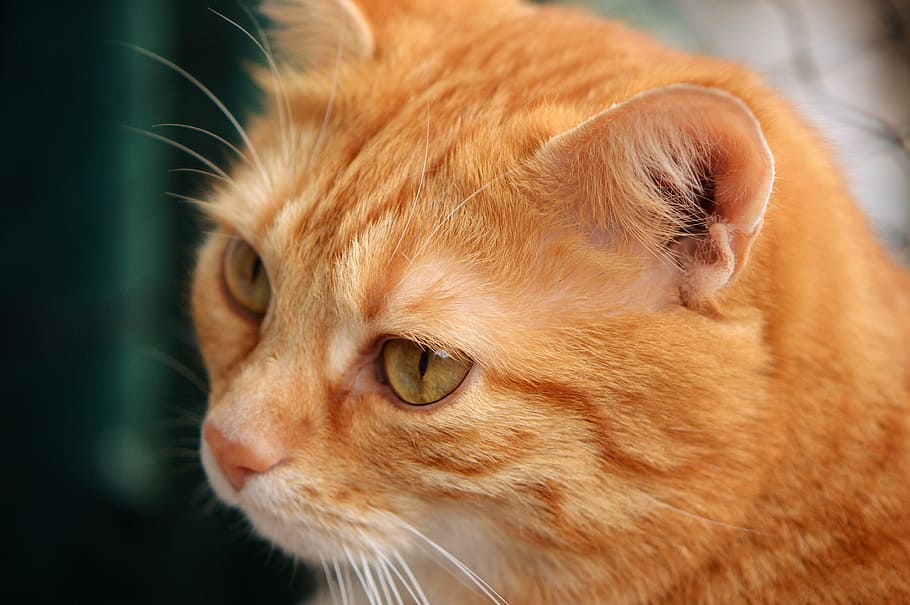 close-up of orange tabby cat, red, cute, mackerel, tiger, sweet HD wallpaper