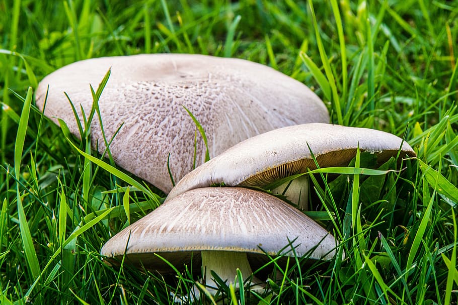 mushrooms, forest, nature, grass, plant, fungus, green color HD wallpaper