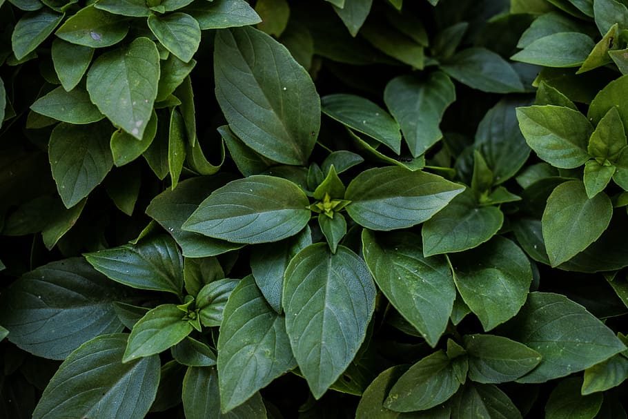basil, plant, herb, fresh, green, healthy, natural, leaf, aromatic HD wallpaper