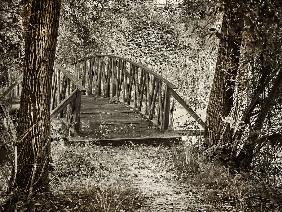 forest, trees, bridge, park, connection, architecture, bridge - man made structure HD wallpaper