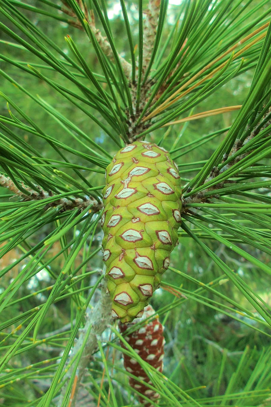 Pineapple, Pine, Tree, Needles, pine needles, green, forest HD wallpaper
