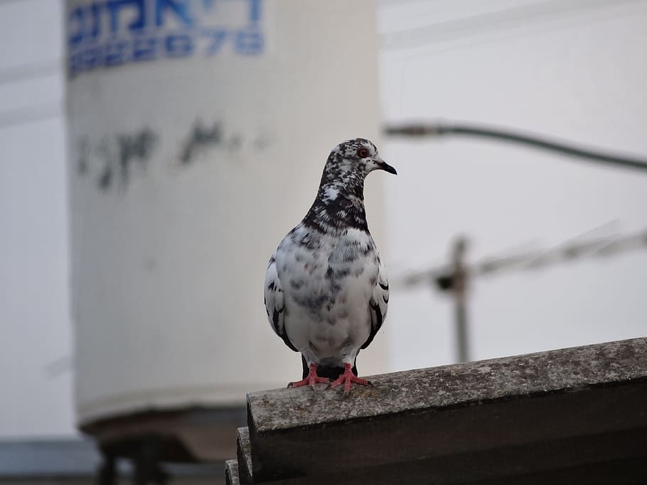 bird, gray, dash, vertebrate, animal themes, perching, animals in the wild HD wallpaper