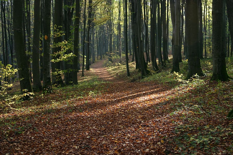 Autumn, Foliage, Brown, Tree, yellow leaves, autumn foliage HD wallpaper