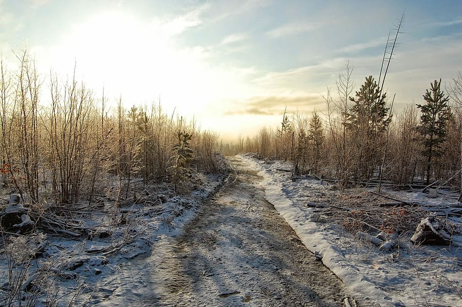 Winter, Forest, Sky, nature, snow, landscape, outdoors, tree HD wallpaper