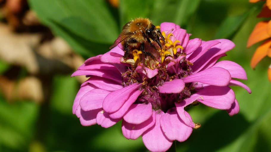 flower, insect, macro, bourdon, flowering plant, animal themes HD wallpaper