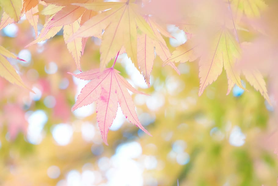 closeup photo of green and pink leaves, selective focus photography of purple leaves HD wallpaper
