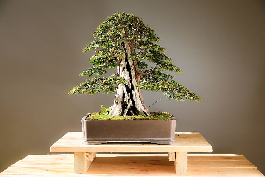 bonsai, yew bonsai, wood, plant, art, japan culture, horticulture, HD wallpaper