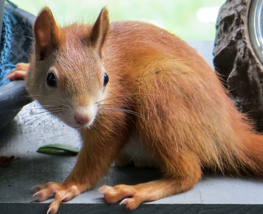 close-up photography of brown rodent, squirrel, animal, cute HD wallpaper