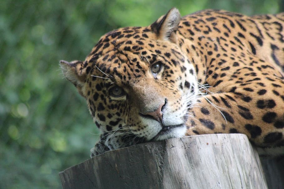 leopard, savannah, jungle, head, animal themes, one animal HD wallpaper